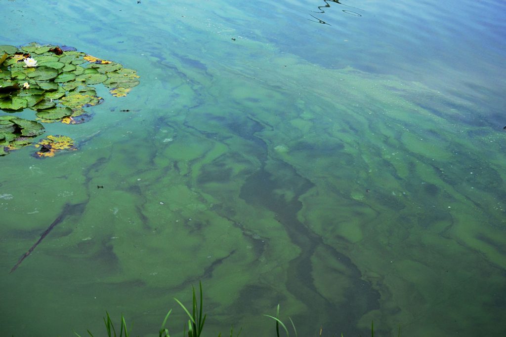 Blue green algae in a lake