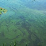 Lake Welch Beach To Be Closed Holiday Weekend Due to Harmful Algal Bloom