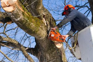 Photo of professional tree trimming